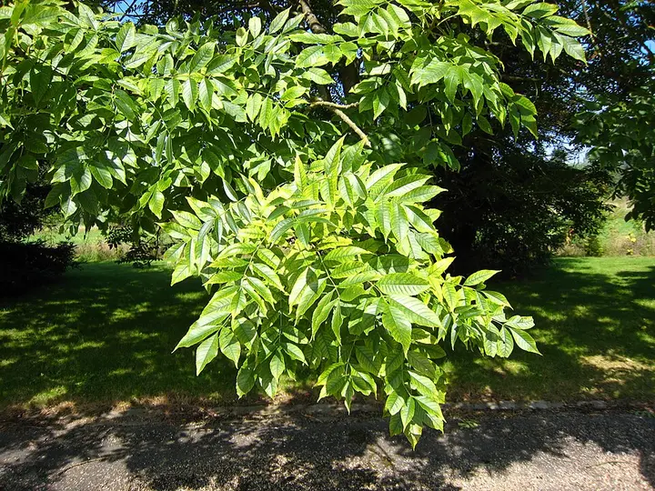 Ash, Fraxinus excelsior