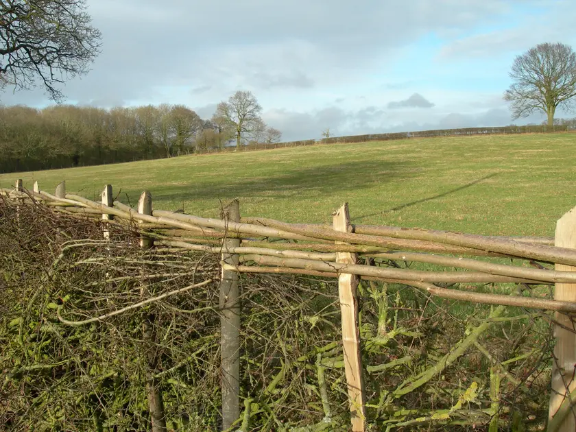 A newly laid hedge with long hazel rods woven along the tops of the stakes
