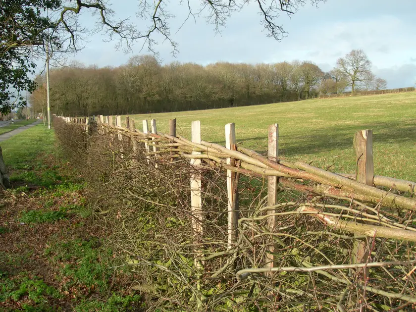 A laid hedge, with stakes along the line and the pleachers woven between them