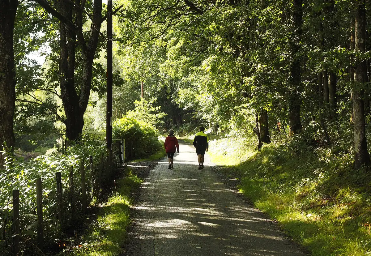 Walkers on a green woodland path